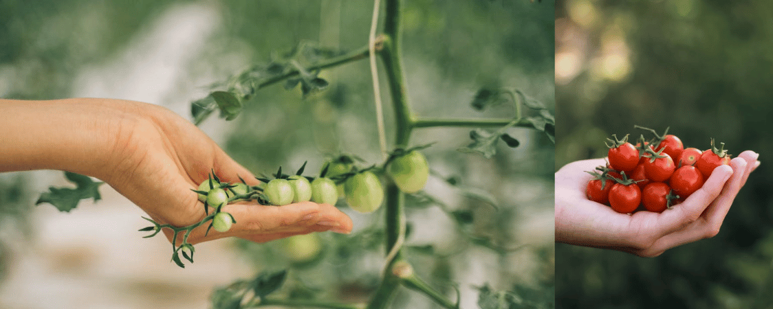 Pěstování rajčat